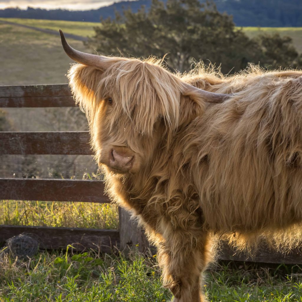 North of Eden highland cattle